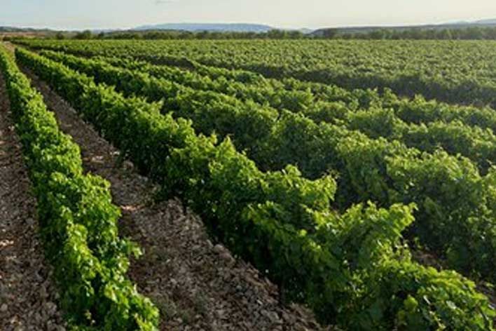 bodegas-rioja-alta-vinedos